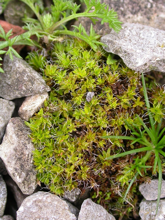 Unknown moss1.JPG - Unidentified moss - South Gloucestershire